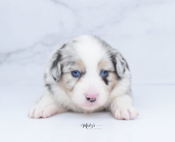 Mini / Toy Australian Shepherd Puppy Glacia