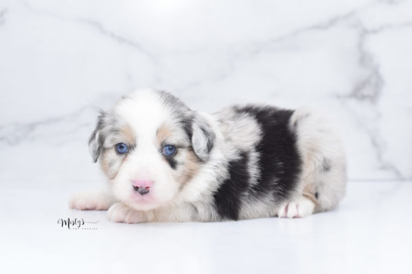 Mini / Toy Australian Shepherd Puppy Glacia