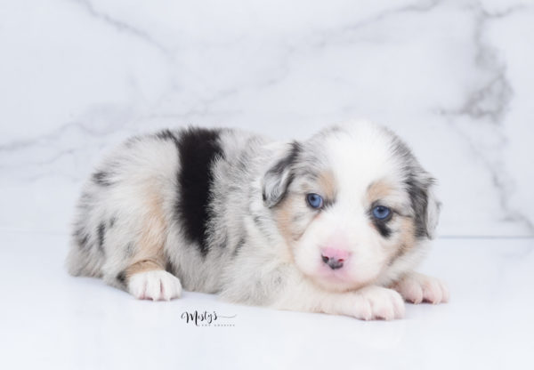 Mini / Toy Australian Shepherd Puppy Glacia