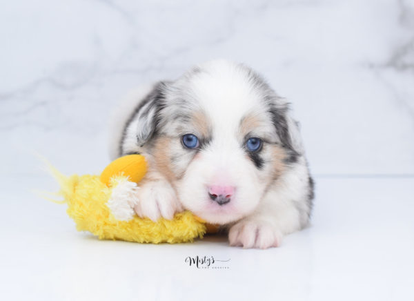 Mini / Toy Australian Shepherd Puppy Glacia