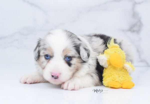 Mini / Toy Australian Shepherd Puppy Glacia