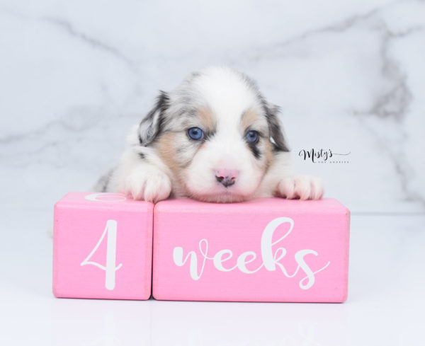 Mini / Toy Australian Shepherd Puppy Glacia