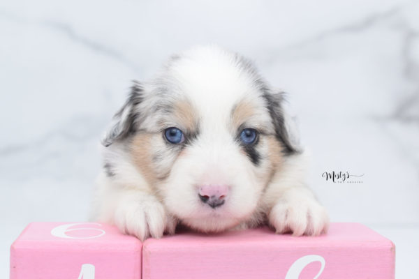 Mini / Toy Australian Shepherd Puppy Glacia