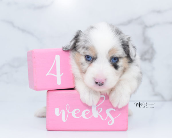 Mini / Toy Australian Shepherd Puppy Glacia