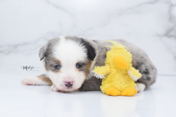 Mini / Toy Australian Shepherd Puppy Indigo