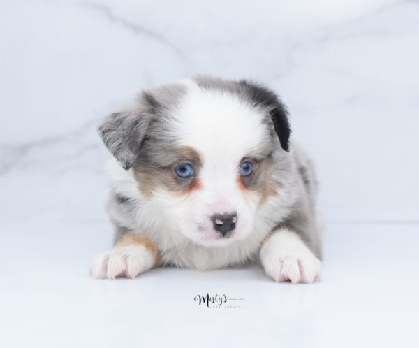 Mini / Toy Australian Shepherd Puppy Indigo