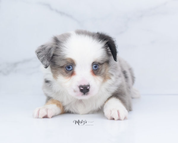 Mini / Toy Australian Shepherd Puppy Indigo