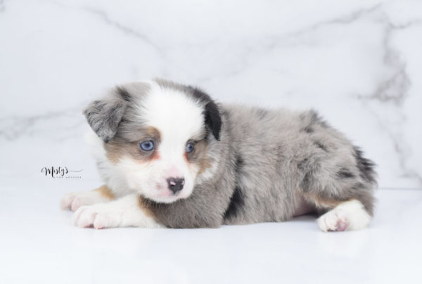 Mini / Toy Australian Shepherd Puppy Indigo