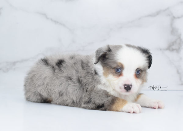 Mini / Toy Australian Shepherd Puppy Indigo