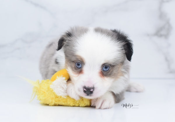 Mini / Toy Australian Shepherd Puppy Indigo