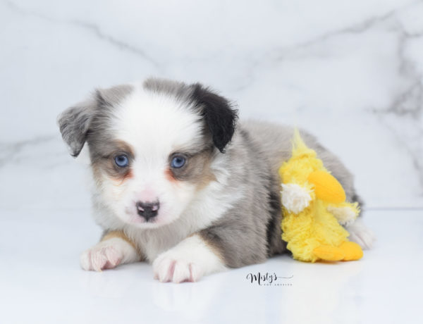 Mini / Toy Australian Shepherd Puppy Indigo