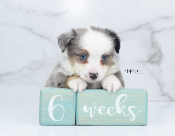 Mini / Toy Australian Shepherd Puppy Indigo