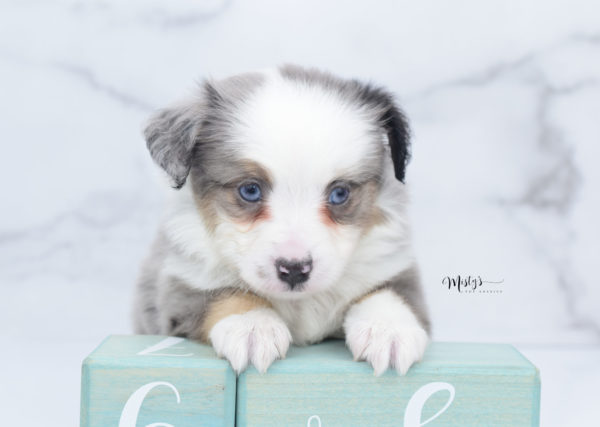 Mini / Toy Australian Shepherd Puppy Indigo