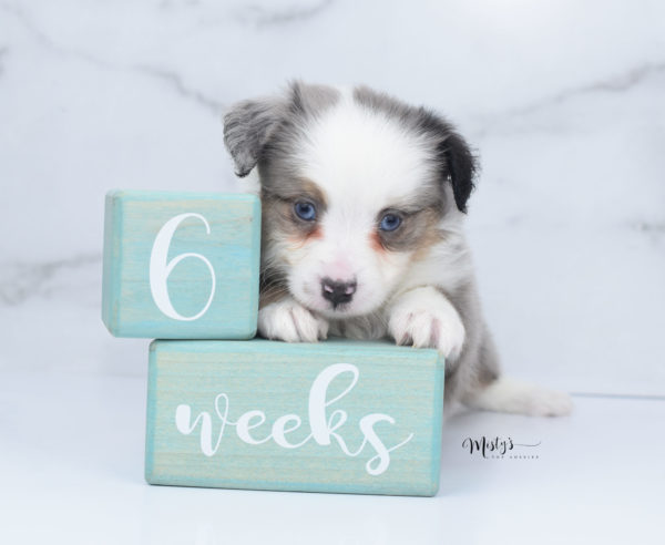 Mini / Toy Australian Shepherd Puppy Indigo