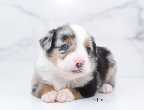 Mini / Toy Australian Shepherd Puppy Marnie