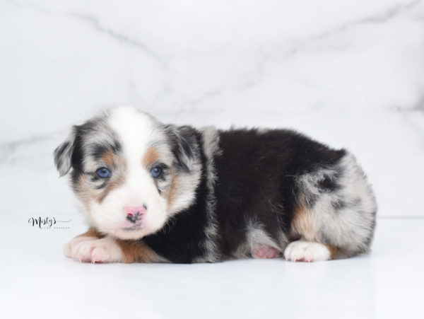 Mini / Toy Australian Shepherd Puppy Marnie