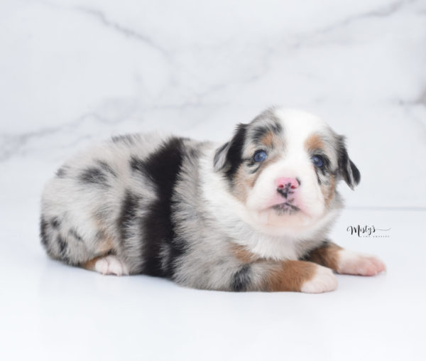 Mini / Toy Australian Shepherd Puppy Marnie