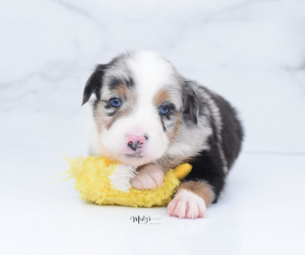 Mini / Toy Australian Shepherd Puppy Marnie