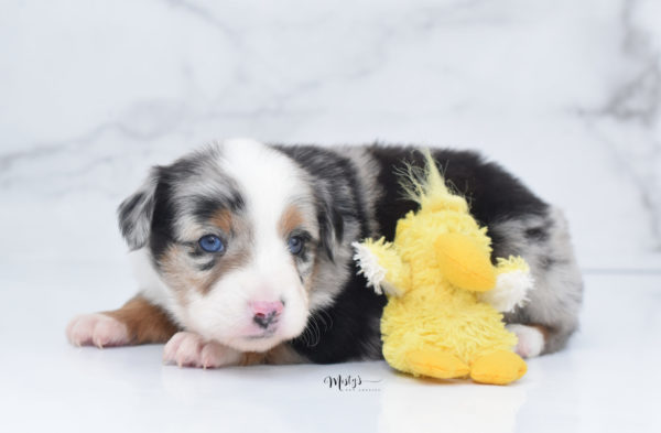 Mini / Toy Australian Shepherd Puppy Marnie