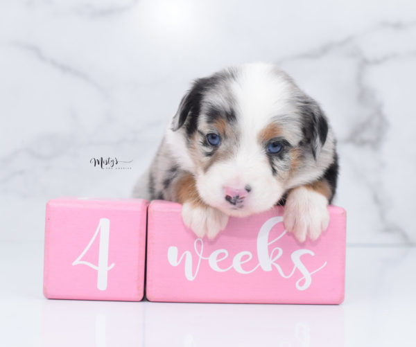 Mini / Toy Australian Shepherd Puppy Marnie