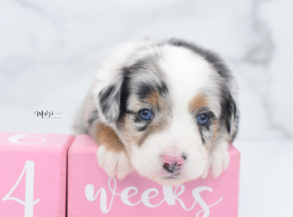 Mini / Toy Australian Shepherd Puppy Marnie