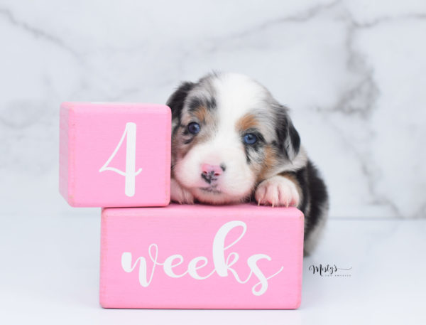 Mini / Toy Australian Shepherd Puppy Marnie