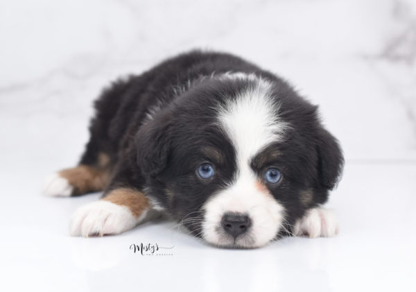 Mini / Toy Australian Shepherd Puppy Monty