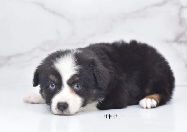 Mini / Toy Australian Shepherd Puppy Monty