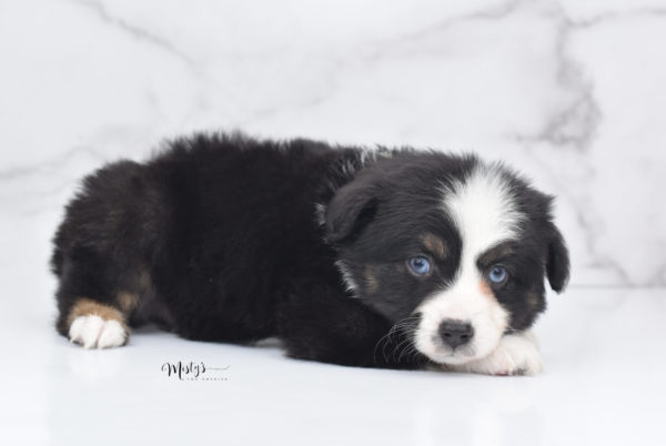 Mini / Toy Australian Shepherd Puppy Monty