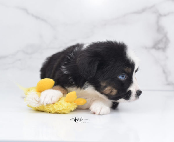 Mini / Toy Australian Shepherd Puppy Monty