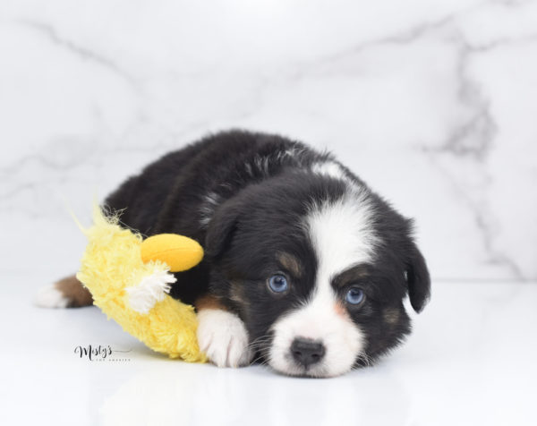 Mini / Toy Australian Shepherd Puppy Monty