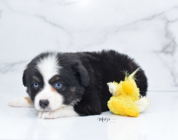 Mini / Toy Australian Shepherd Puppy Monty