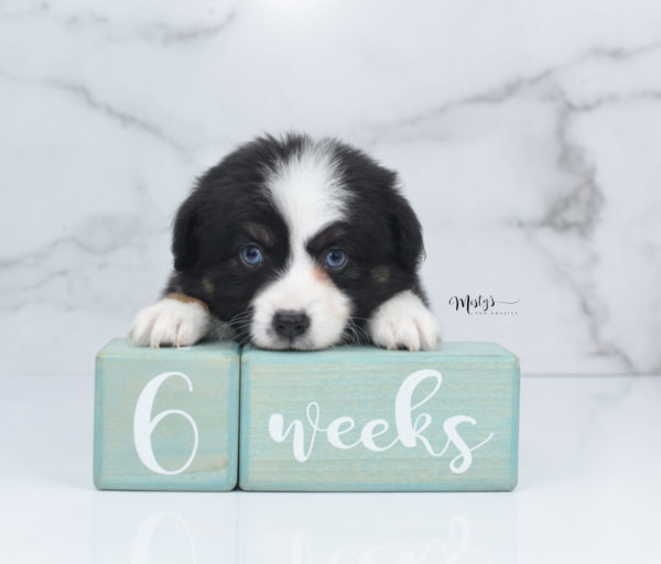 Mini / Toy Australian Shepherd Puppy Monty