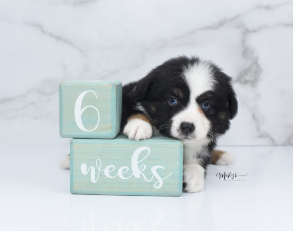 Mini / Toy Australian Shepherd Puppy Monty