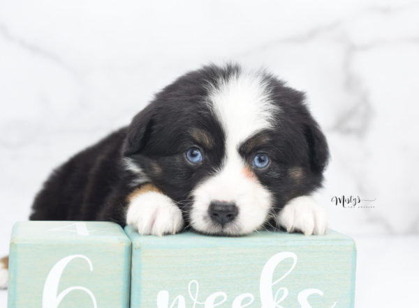 Mini / Toy Australian Shepherd Puppy Monty