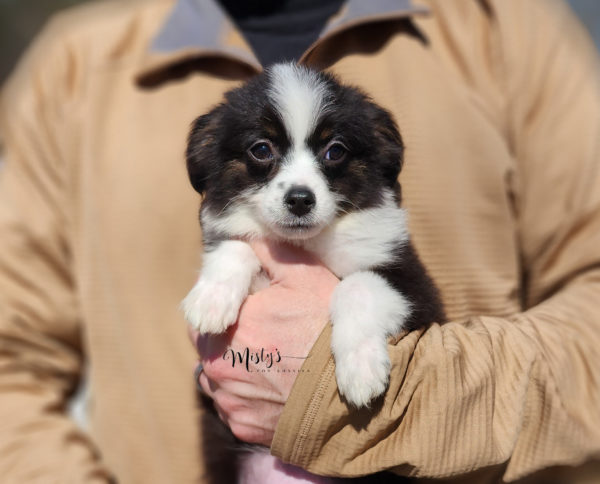 Mini / Toy Australian Shepherd Puppy Potsy