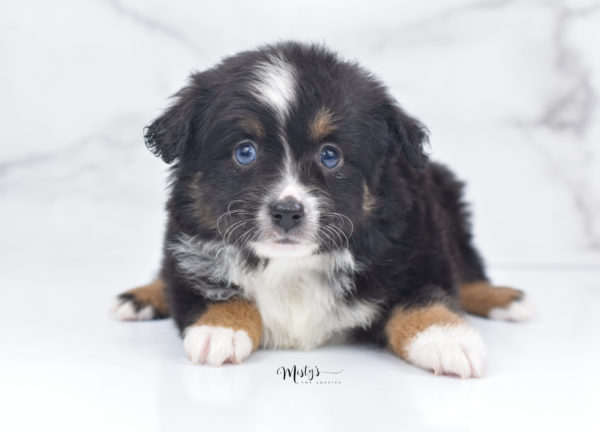 Mini / Toy Australian Shepherd Puppy Tux