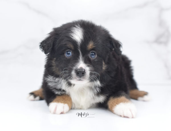 Mini / Toy Australian Shepherd Puppy Tux