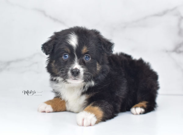 Mini / Toy Australian Shepherd Puppy Tux