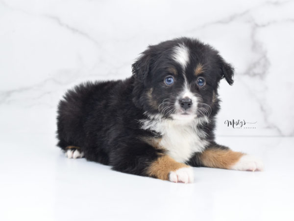 Mini / Toy Australian Shepherd Puppy Tux