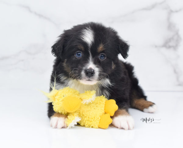 Mini / Toy Australian Shepherd Puppy Tux