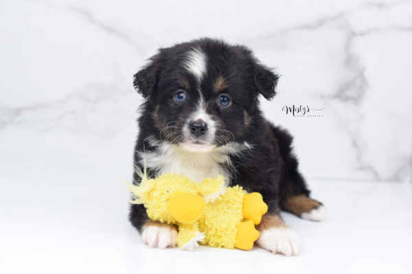 Mini / Toy Australian Shepherd Puppy Tux