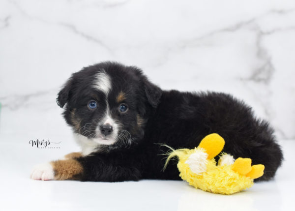 Mini / Toy Australian Shepherd Puppy Tux