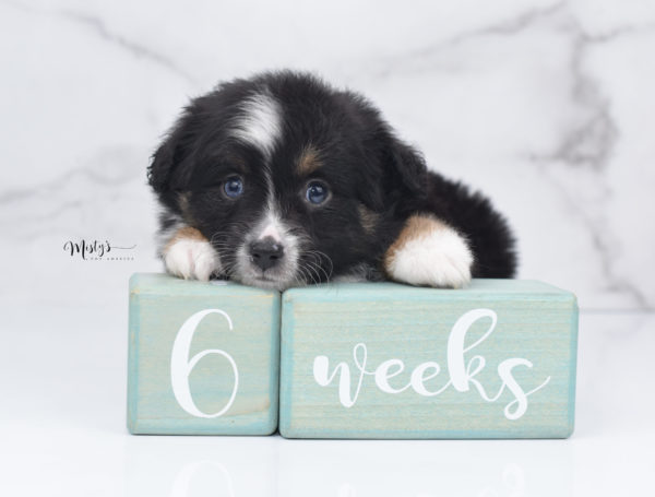 Mini / Toy Australian Shepherd Puppy Tux