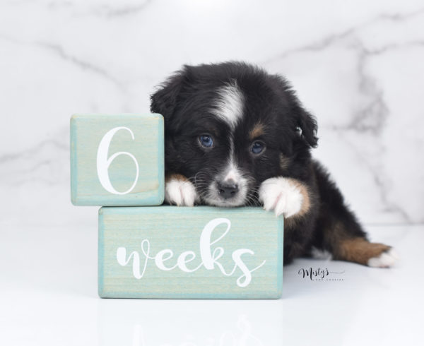 Mini / Toy Australian Shepherd Puppy Tux