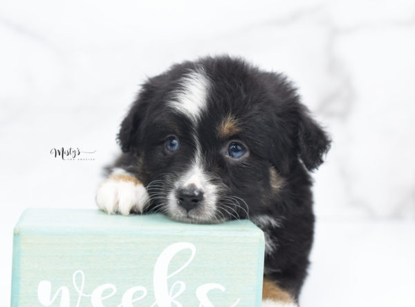 Mini / Toy Australian Shepherd Puppy Tux