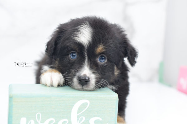 Mini / Toy Australian Shepherd Puppy Tux