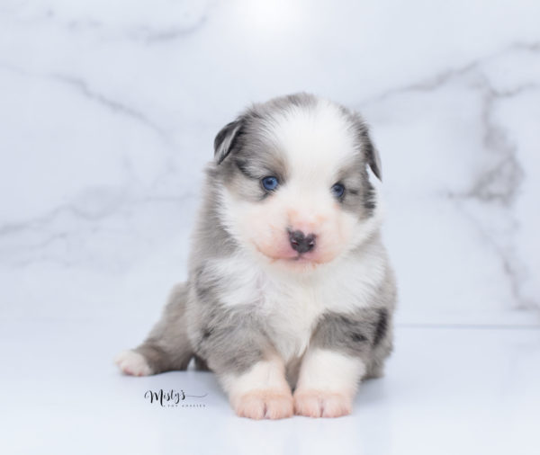 Mini / Toy Australian Shepherd Puppy Wascal