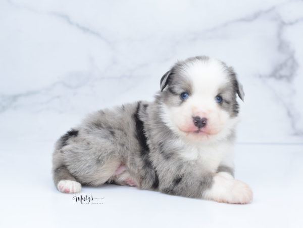 Mini / Toy Australian Shepherd Puppy Wascal