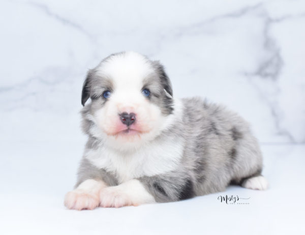 Mini / Toy Australian Shepherd Puppy Wascal